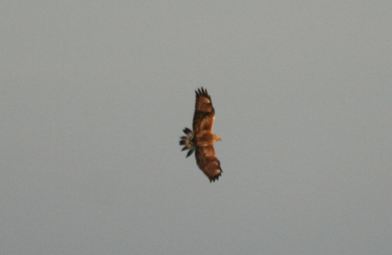 Rough-legged Buzzard (Buteo lagopus) Oudeland van Strijen ZH