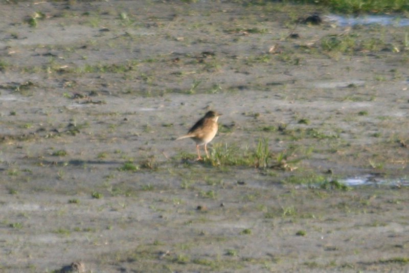 Richard's Pipit (Anthus richardi) Waterland NH