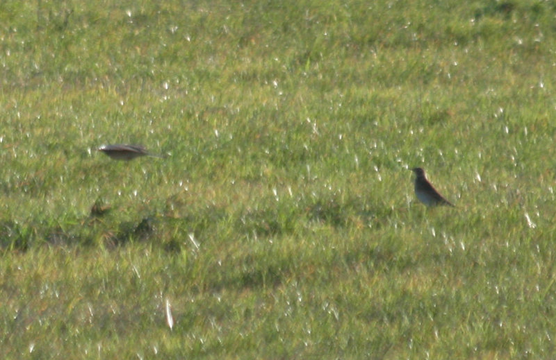 Richard's Pipit (Anthus richardi) Waterland NH