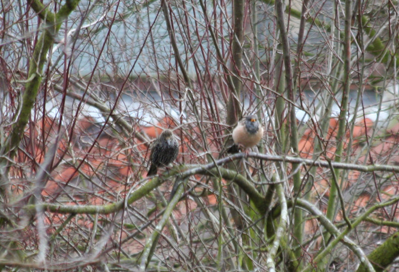 Rosy Starling (Pastor roseus) 25-01-2015 Vlaardingen ZH.jpg