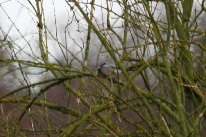 Great Grey Shrike (Lanius excubitor) Vlaardingen, Broekpolder - De Ruigte