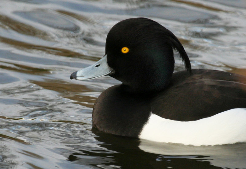 Tufted Duck (Aythya fuligula) Amsterdam.jpg