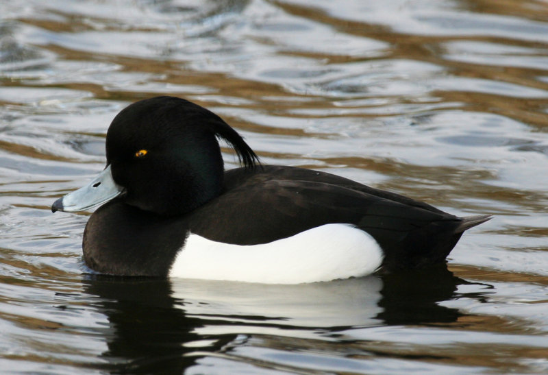 Tufted Duck (Aythya fuligula) Amsterdam.jpg
