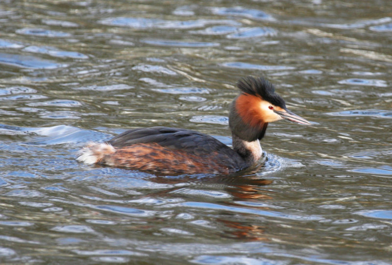 Great crested grebe (Podiceps cristatus) Amsterdam.jpg