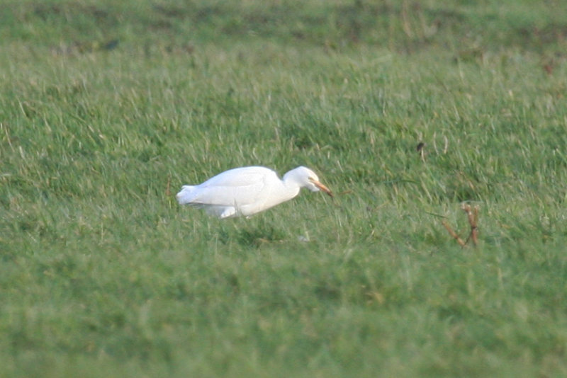 Cattle Egret (Bubulcus ibis) Rotterdam - Airport