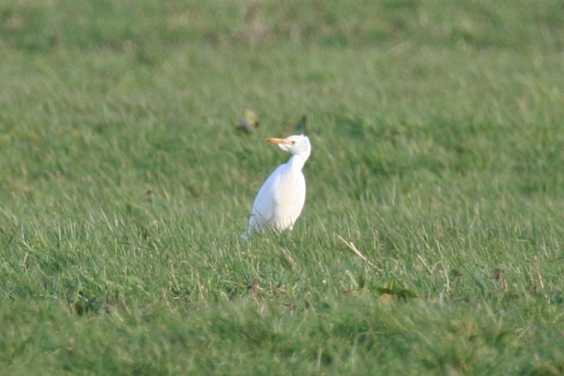 Cattle Egret (Bubulcus ibis) Rotterdam - Airport