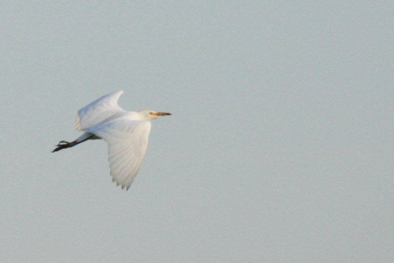 Cattle Egret (Bubulcus ibis) Rotterdam - Airport
