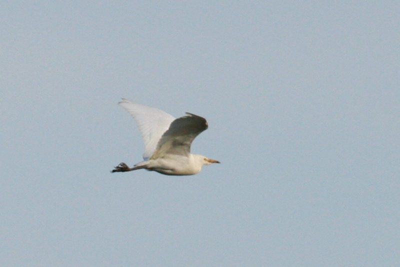 Cattle Egret (Bubulcus ibis) Rotterdam - Airport