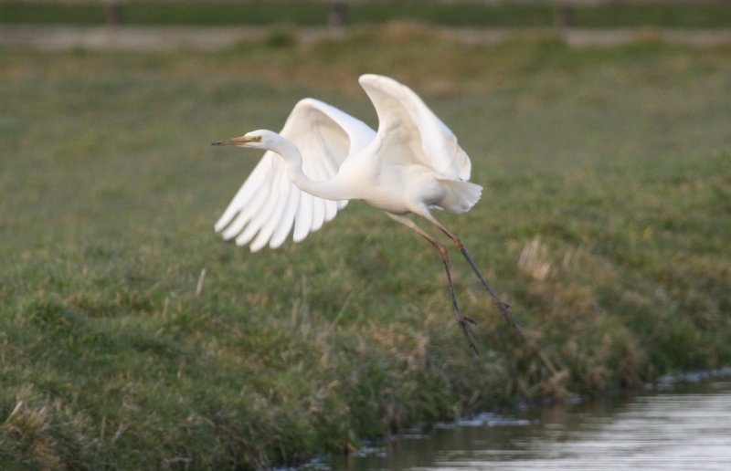Great Egret (Ardea alba) Ackerdijkse plassen