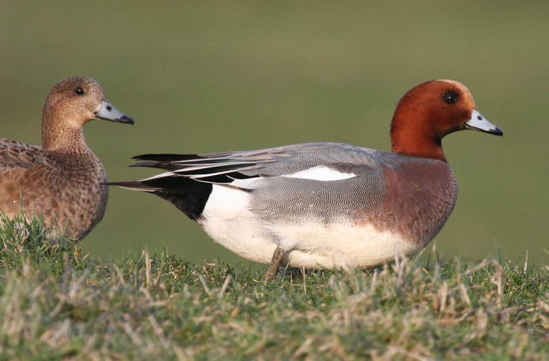 Eurasian Wigeon (Anas penelope) Ackerdijksche Plassen