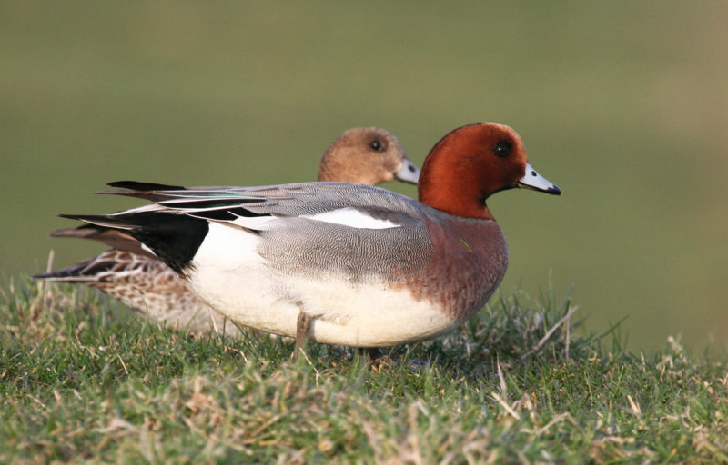 Eurasian Wigeon (Anas penelope) Ackerdijksche Plassen