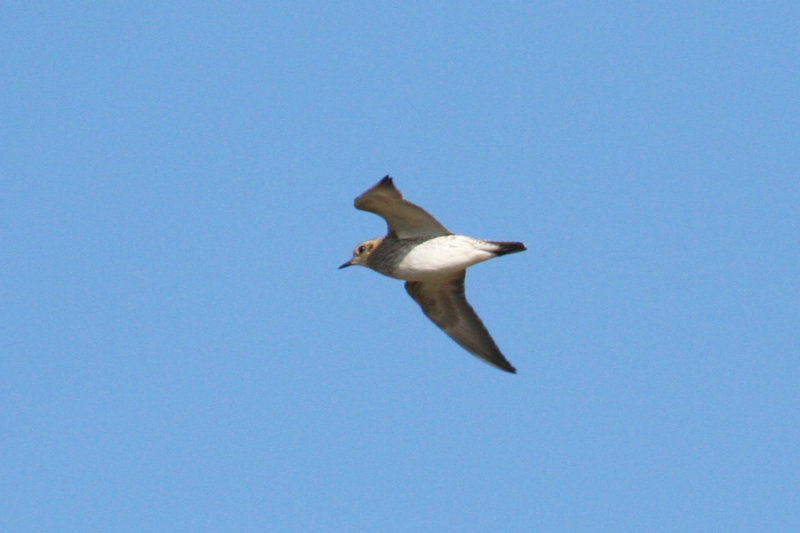 European Golden Plover (Pluvialis apricaria) Ouddorp -`t Volgerland