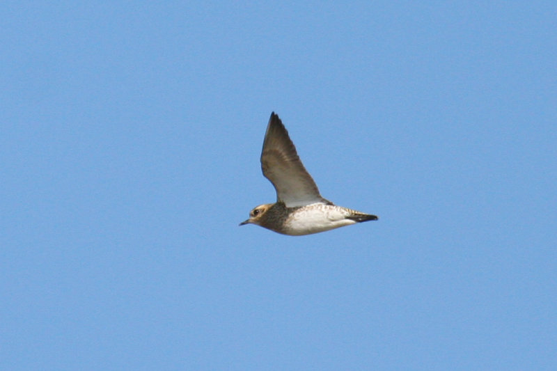 European Golden Plover (Pluvialis apricaria) Ouddorp -`t Volgerland