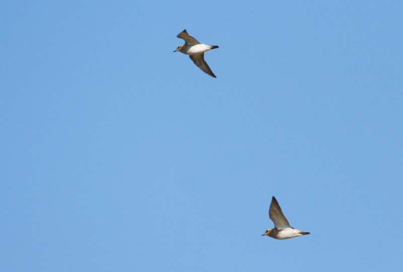 European Golden Plover (Pluvialis apricaria) Ouddorp -`t Volgerland