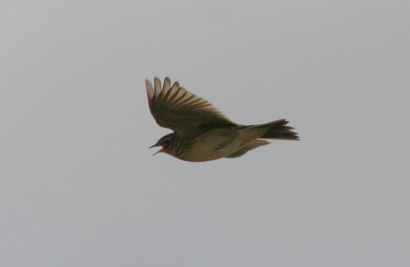 Eurasian Skylark (Alauda arvensis) Tiengemeten
