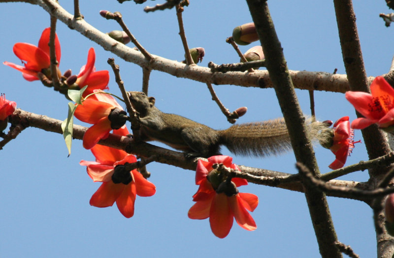 Pallass Squirrel (Callosciurus erythraeus) Hong Kong Island