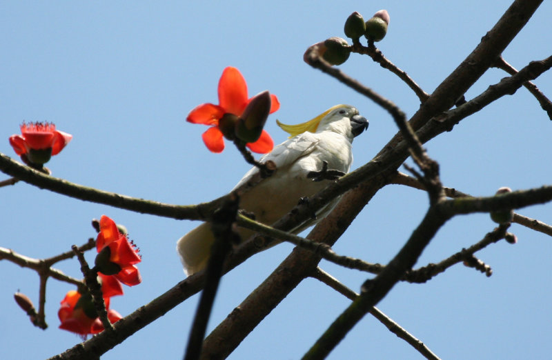 Yellow-crested Cockatoo (Cacatua sulphurea) Hong Kong Island