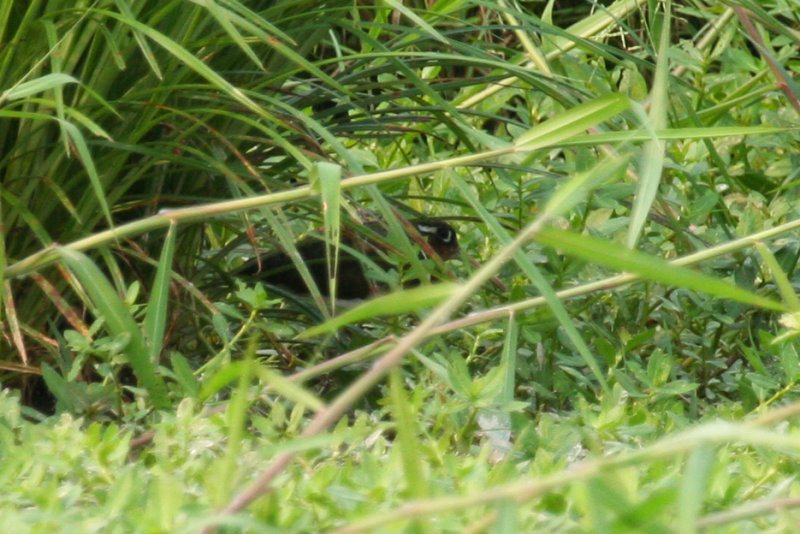 Greater Painted Snipe (Rostratula benghalensis) female and male - Hong Kong, Long Valley