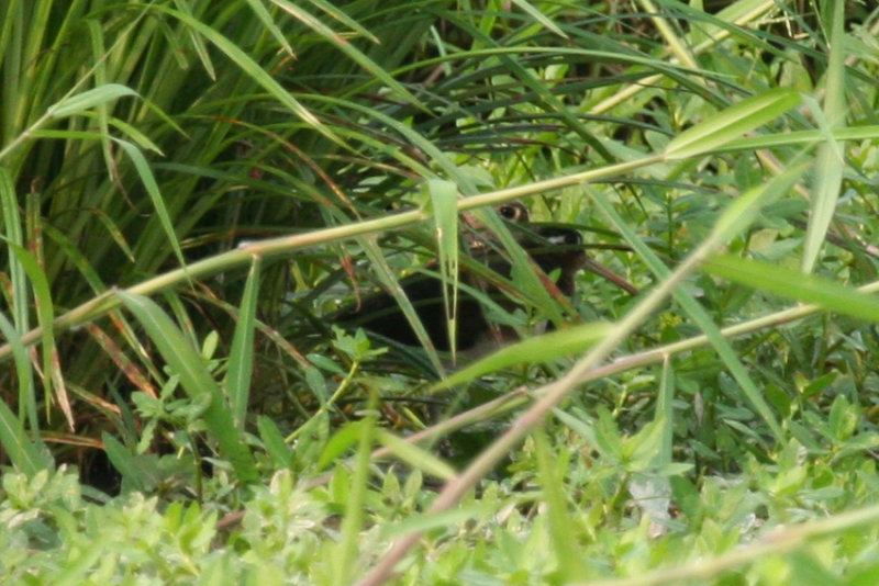 Greater Painted Snipe (Rostratula benghalensis) female and male - Hong Kong, Long Valley