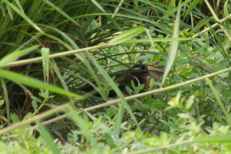 Greater Painted Snipe (Rostratula benghalensis) female and male - Hong Kong, Long Valley