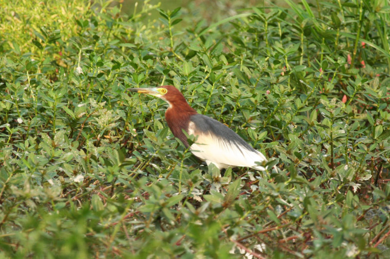 Chinese Pond Heron (Ardeola bacchus) Hong Kong, Long Valley