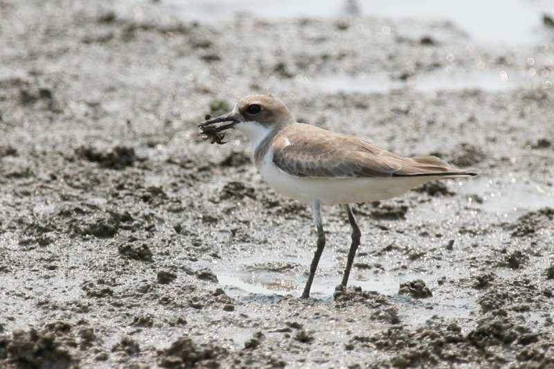 Greater Sand Plover (Anarhynchus leschenaultii) Hong Kong, Mai Po Nature Reserve