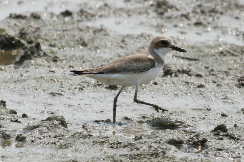 Greater Sand Plover (Anarhynchus leschenaultii) Hong Kong, Mai Po Nature Reserve