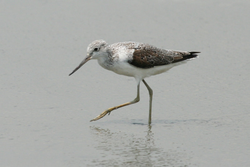 Common Greenshank (Tringa nebularia) Hong Kong, Mai Po Nature Reserve