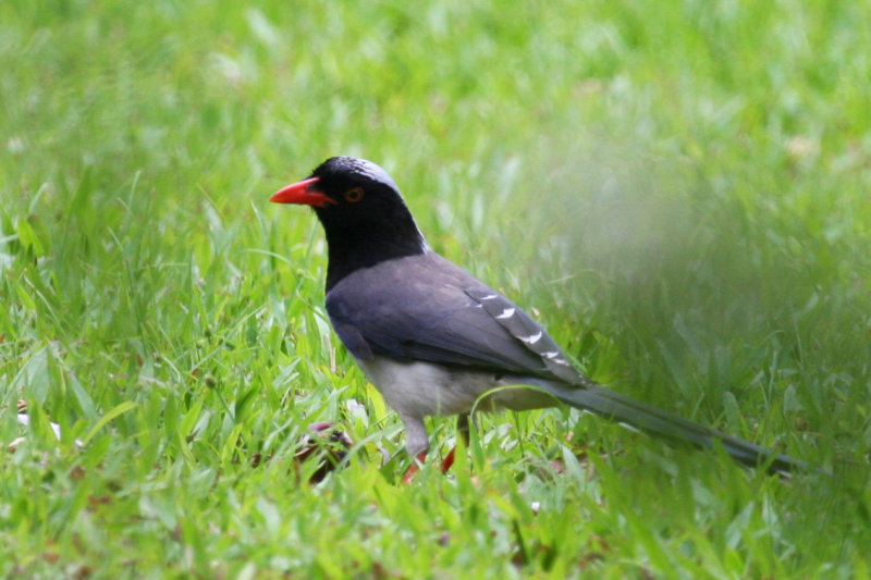 Red-billed Blue Magpie (Urocissa erythroryncha) Hong Kong, Kowloon Park