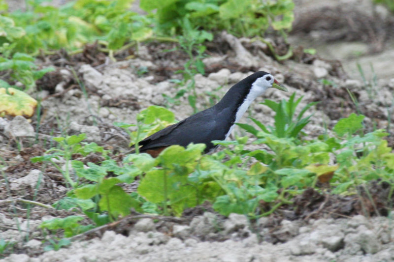 White-breasted Waterhen (Amaurornis phoenicurus) Hong Kong - Long Valley