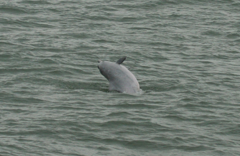 Indo-Pacific Humpbacked Dolphin (Sousa chinensis) Hong Kong