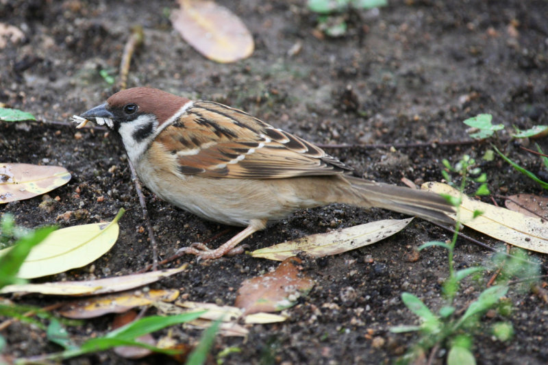 Eurasian Tree Sparrow (Passer montanus) Hong Kong, Kowloon Park