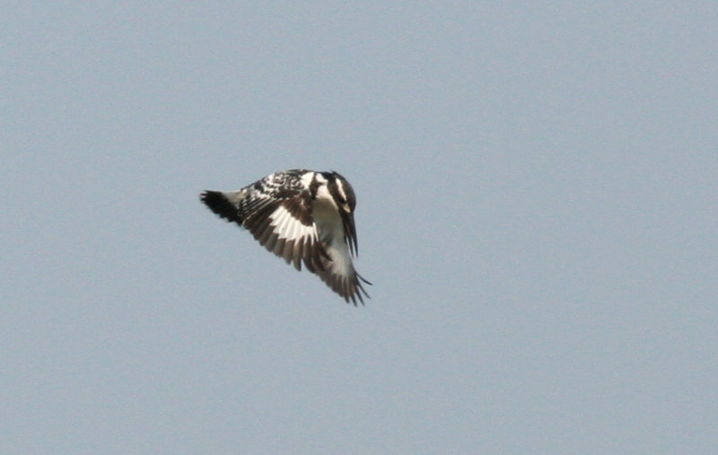 Pied Kingfisher ssp insignis (Ceryle rudis insignis) Hong Kong - Mai Po Nature Reserve