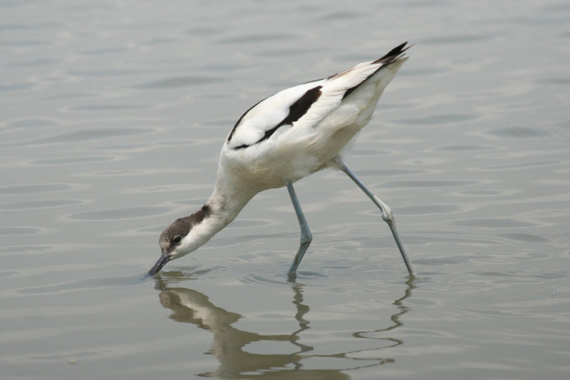 Pied Avocet (Recurvirostra avosetta) Hong Kong - Mai Po Nature Reserve