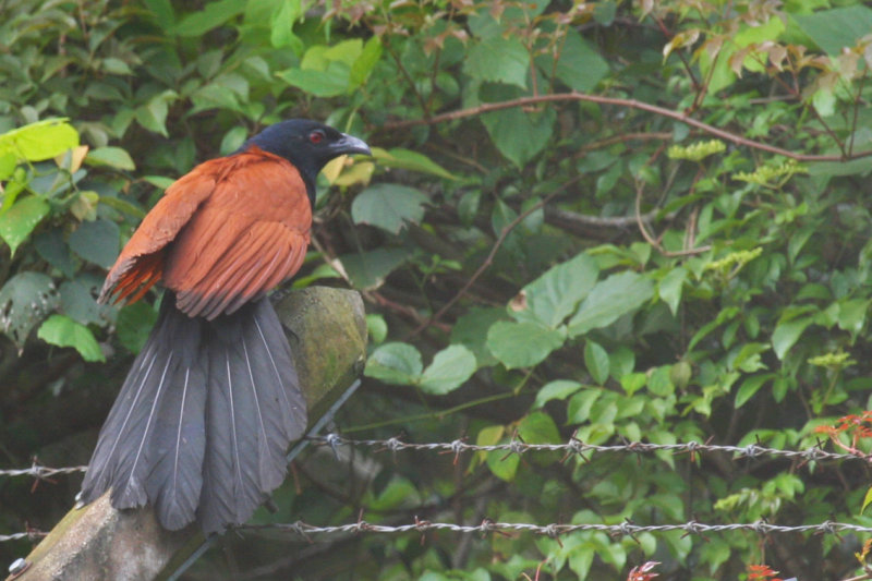 Greater Coucal (Centropus sinensis)