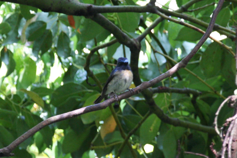 Chinese Blue Flycatcher (Cyornis glaucicomans) Hong Kong, Long Fu Shan Country Park