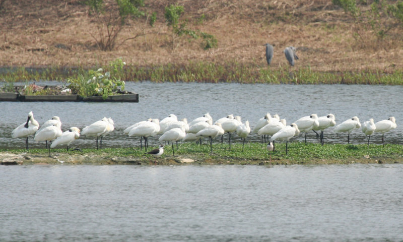 Black-faced Spoonbill (Platalea minor) Hong Kong, Wetland Park