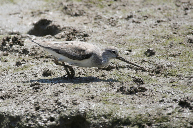 Terek Sandpiper (Xenus cinereus) Hong Kong - Mai Po Nature Reserve