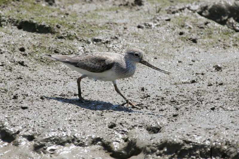 Terek Sandpiper (Xenus cinereus) Hong Kong - Mai Po Nature Reserve