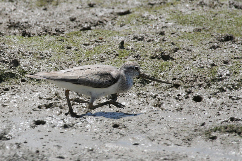 Terek Sandpiper (Xenus cinereus) Hong Kong - Mai Po Nature Reserve