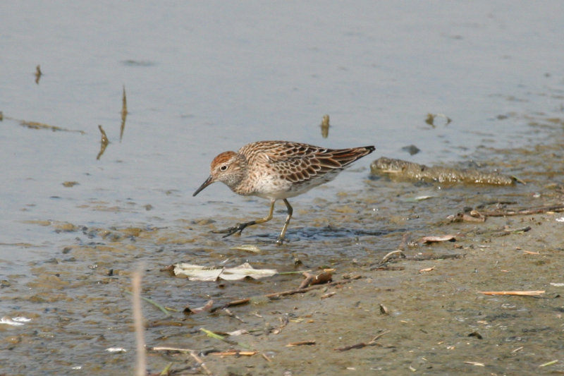 Sharp-tailed Sandpiper (Calidris acuminata)