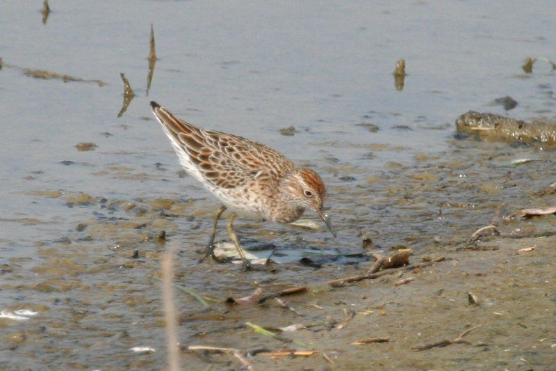 Sharp-tailed Sandpiper (Calidris acuminata) Hong Kong - Mai Po Nature Reserve