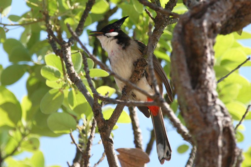 Red-vented Bulbul (Pycnonotus cafer) Hong Kong, Lamma Island