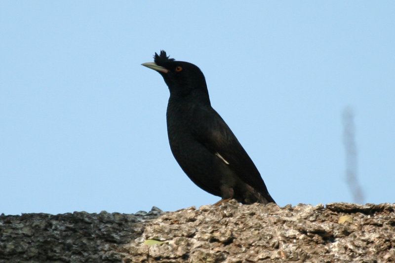 Crested Myna (Acridotheres cristatellus) Hong Kong, Mai Po Nature Reserve