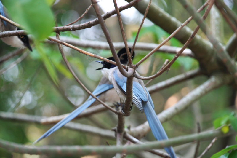 Azure-winged Magpie (Cyanopica cyanus) Hong Kong, Mai Po Nature Reserve