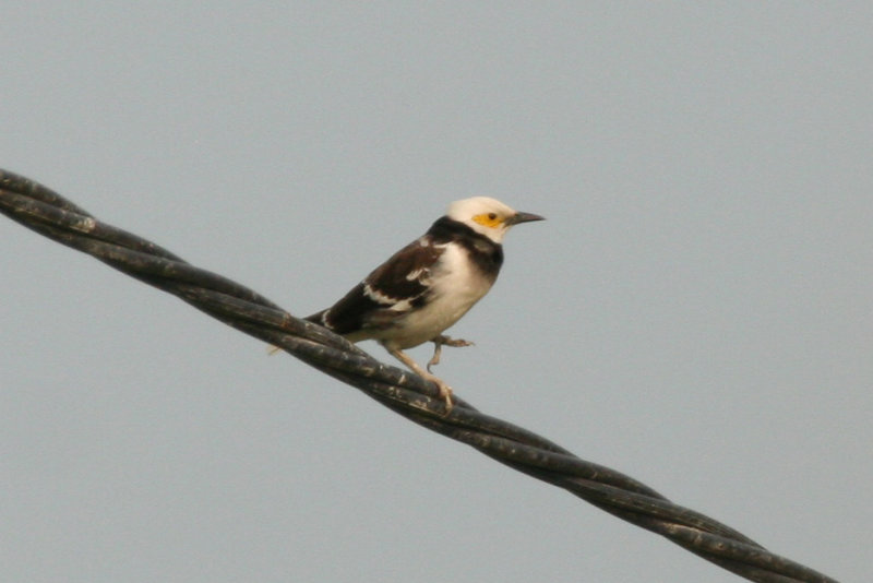 Black-collared Starling (Gracupica nigricollis) Hong Kong - Long Valley
