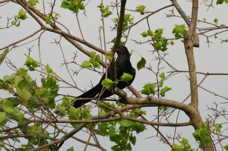 Asian Koel (Eudynamys scolopaceus) Hong Kong, Long Valley