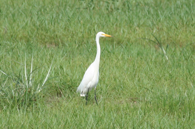 Medium Egret (Ardea intermedia) 