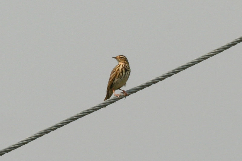 Olive-backed Pipit (Anthus hodgsoni) Hong Kong, Long Valley