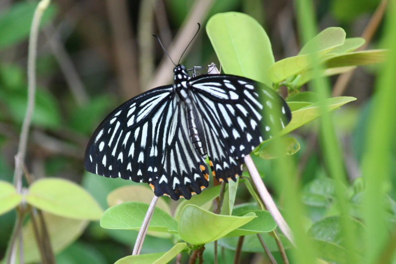 Common Mime (Papilio clytia form dissimilis) Hong Kong - Po Toi Island